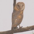 /album/my-local-birding-gallery/barn-owl-in-woodland-habitat-jpg/